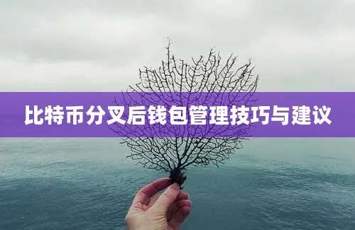 比特币分叉后钱包管理技巧与建议